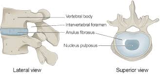 Bony arches project from the back of each vertebral body forming a hollow protective space containing the spinal cord. The Vertebral Column Anatomy And Physiology I