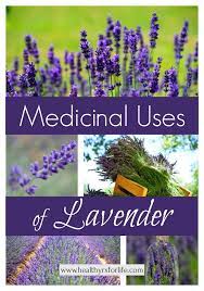 Medicinal Uses Of Lavender Herbalism Herbs Herbal Medicine