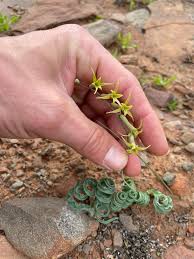 Image result for Dipcadi brevifolium