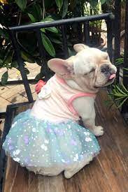 Unlike other dog retailers, our selections are vetted by real french bulldogs, ensuring your frenchie only the best. Must Have French Bulldog Summer Dress By Frenchiely Cute Dog Clothes Frenchie Pug French Bulldog