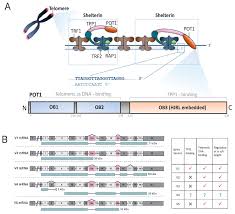 Chronic lymphocytic leukemia (cll) is a type of cancer of the bone marrow and blood. Cancers Free Full Text Role Of Pot1 In Human Cancer Html