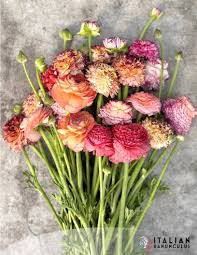 Image result for Ranunculus stagnalis