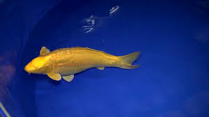 Like a dragon —guide and walkthrough. Doitsu Yamabuki Ogon 5y 84cm Momotaro Koi Ichi Ban Selection Youtube