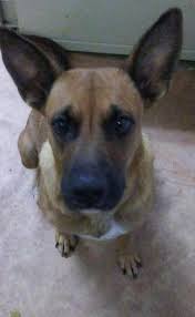Hello and welcome to aldamar german shepherds, a top world class german shepherd breeder in texas. German Shepherd Puppies Rescue Houston Tx Pets Lovers