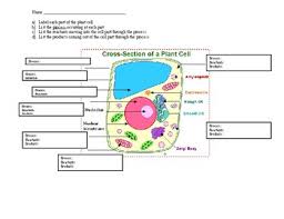 Maybe you would like to learn more about one of these? Plant Cell Parts Worksheet By Helen Pettiford Teachers Pay Teachers