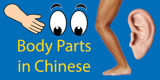 Vocabulary worksheet containing body parts vocabulary. 72 Body Parts In Chinese From Head To Toe Definitive Guide
