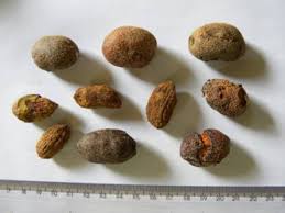 Image result for Parinari excelsa