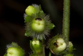 Image result for Lepistemon owariensis