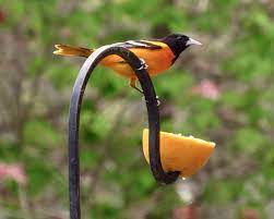 Females have a yellow head and are olive. Orioles Grosbeaks And Warblers Oh My Bygl