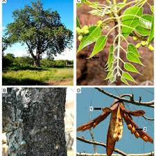 Image result for Turraea nilotica