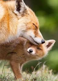 Cute Animal Goodhumor24 7 1 Jpg 431 604 Pixels Hayvan Bebekler Hayvan Hayvan Resimleri