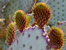 Check out our prickly pear cactus selection for the very best in unique or custom, handmade pieces from our home & living shops. Texas Archives Ramblings From A Desert Garden