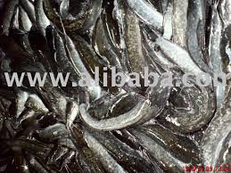Anak ikan keli untuk dijual. Ikan Keli Photo Images Pictures On Alibaba