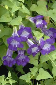 Image result for Asarina