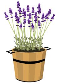 ラベンダーの無料イラスト:素材屋花子