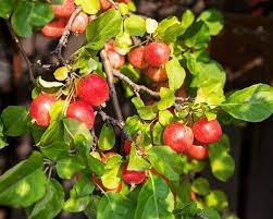 Easy to grow and maintain, with or without a green thumb. 3 Common Diseases That May Affect Crabapple Trees
