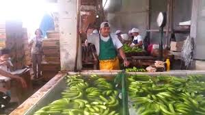 Pisang cavendish banyak dikembang biakan menggunakan metode kultur jaringan. Green Cavendish Banana Youtube