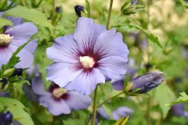 Image result for Hibiscus syriacus Violet Clair Double