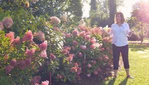 Find the best performing proven winners® outdoor flowers and shrubs fresh from our 30 acres of greenhouses direct to your door. Proven Winners To Present Landscape Webinar Series Greenhouse Product News