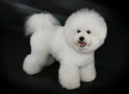 4 shelandy stepless adjustable speed hair force dryer. How To Fluff Dry A Dog S Hair The Well Groomed Pet