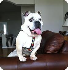 Due to their uneven weight distribution, french bulldogs should not be allowed to swim without a lifejacket, even under. Francine Adoption Pending Adopted Dog Park Ridge Il English Bulldog Bulldog English Bulldog Dog Adoption