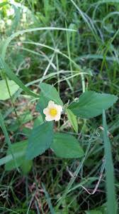Image result for Sida rhombifolia