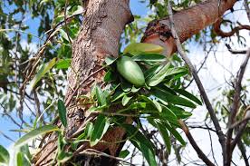 Image result for Marsdenia