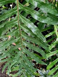 Image result for Microsorum scolopendria