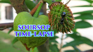 Graviola or soursop is a mysterious and rare plant of which we know little about. Soursop Growing Time Lapse With Slicing And Info Also Known As Guanabana Annona Muricata Youtube