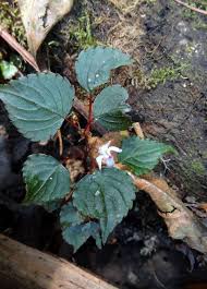 Image result for Impatiens bequaertii