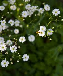 Image result for Aeollanthus repens