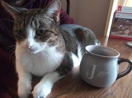 Jan 16, 2017 · how to know if my cat is sad 1. My Cat Is Sad Home Facebook