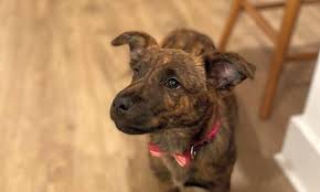 Dutchies' coats also differ in length and texture. Looking To Adopt A Pet Here Are 7 Adorable Pups To Adopt Now In