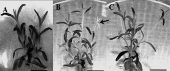 We did not find results for: Scielo Brasil Influence Of Calcium Content Of Tissue On Hyperhydricity And Shoot Tip Necrosis Of In Vitro Regenerated Shoots Of Lavandula Angustifolia Mill Influence Of Calcium Content Of Tissue On Hyperhydricity
