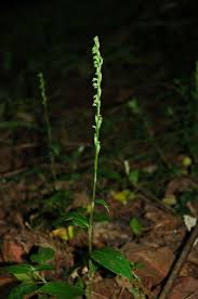 Image result for Habenaria tentaculigera
