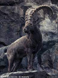 Esos Son Cuernos Animales Salvajes Animales Extranos Fotos De Animales Salvajes