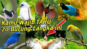 Gambar burung pacific parrotlet (tokopedia). Ini 20 Burung Langka Hampir Punah Dan Dilindungi Di Indonesia Yang Wajib Kamu Tahu Youtube