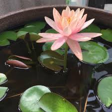 Image result for Nymphaea