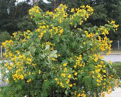 Image result for Senna floribunda