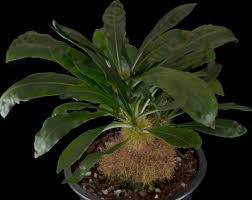 Image result for Entada chrysostachys