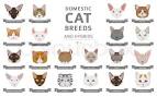 The 25 Most Popular Cat Breeds In The World ... - CatTime