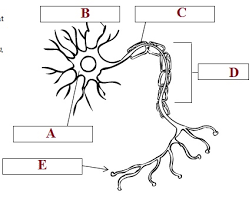 The roles it serves are crucial for perceiving and responding to the world around us. Muscular Skeletal Nervous System Quiz Proprofs Quiz