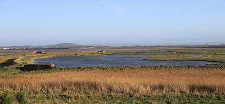 Steart Part Of Bridgwater Bay Nnr Birding Site In Somerset Somerset Ornithological Society