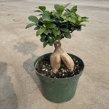 Image result for Fuirena microcarpa