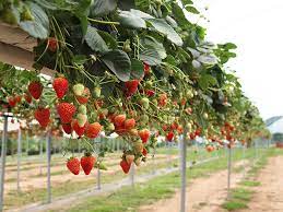 As oppy already has a partnership with ocean spray. Quality Agtek Table Top Strawberry Growing System Manufacturer And Supplier From China Agrow