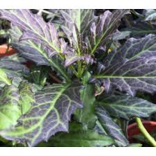 Sambung nyawa dapat ditemukan di. Pokok Sambung Nyawa Batik Shopee Malaysia