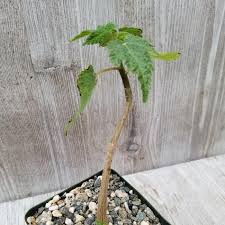 Image result for Obetia tenax