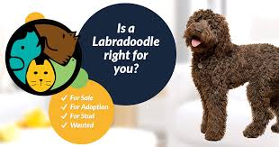F2 is the result of breeding two labradoodles. Labradoodle Dogs And Puppies For Sale In The Uk