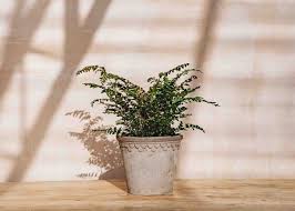 Image result for Didymochlaena truncatula