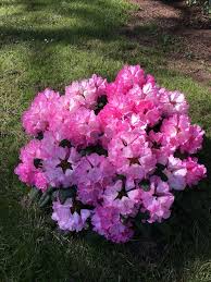 Rhododendron Yakushimanum Polaris